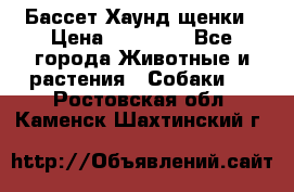 Бассет Хаунд щенки › Цена ­ 20 000 - Все города Животные и растения » Собаки   . Ростовская обл.,Каменск-Шахтинский г.